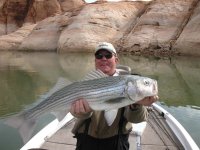 Pictures of Big Stripers Caught at Lake Powell
