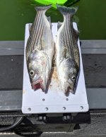 IMG_20190603_143028.jpg