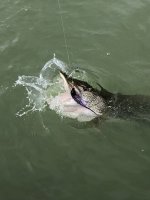 IMG_5887.jpg
