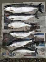 Kokanee.JPG