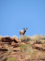 Dangling Ewe.jpg Dangling Ewe.jpg