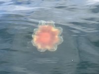 IMG_1820.jpeg