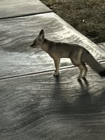 IMG_2266.jpeg