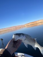IMG_7633.jpeg