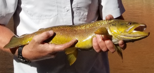 BrownTrout.png