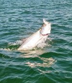 IMG_6377.jpeg