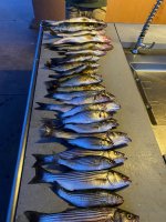 IMG_2720.jpeg