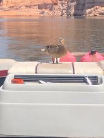 IMG_4246.jpeg
