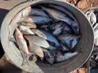 stripers_gillnet_2025.jpg stripers_gillnet_2025.jpg