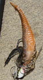 IMG_1618.jpeg