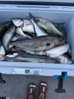 IMG_1578.jpeg IMG_1578.jpeg