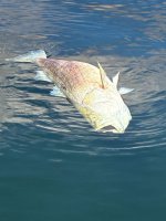 IMG_5181.jpeg