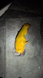 Bullhead.jpg Bullhead.jpg