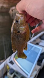 Sunfish.jpg Sunfish.jpg