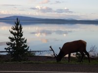 yellowstoneelk.jpg