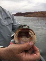 Lake Powell Bass big mouth 2020.jpg