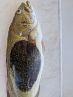 IMG_20200510_150536.jpg