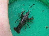 440px-Young_Orconectes_virilis.jpg