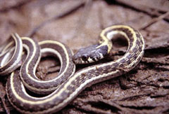 Snake.jpg