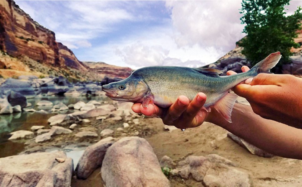 U.S. Fish and Wildlife say endangered fish on the upswing in Colorado River basin 
