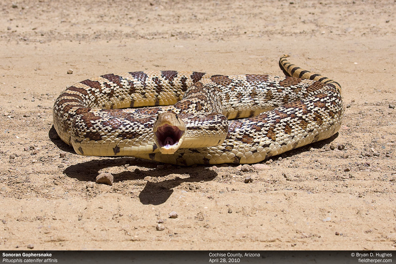 rattlesnakesolutions.com