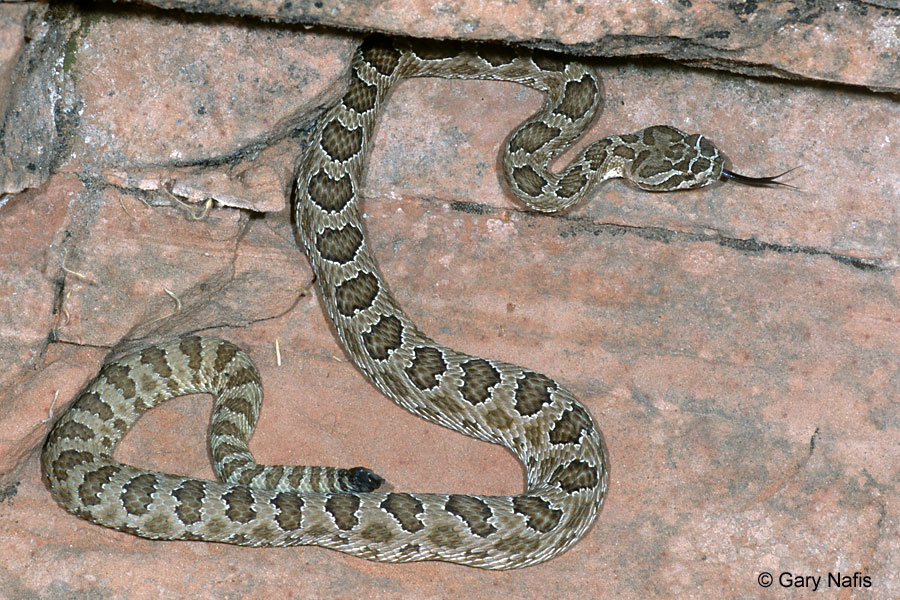 cvnuntiuspg0801ss.jpg