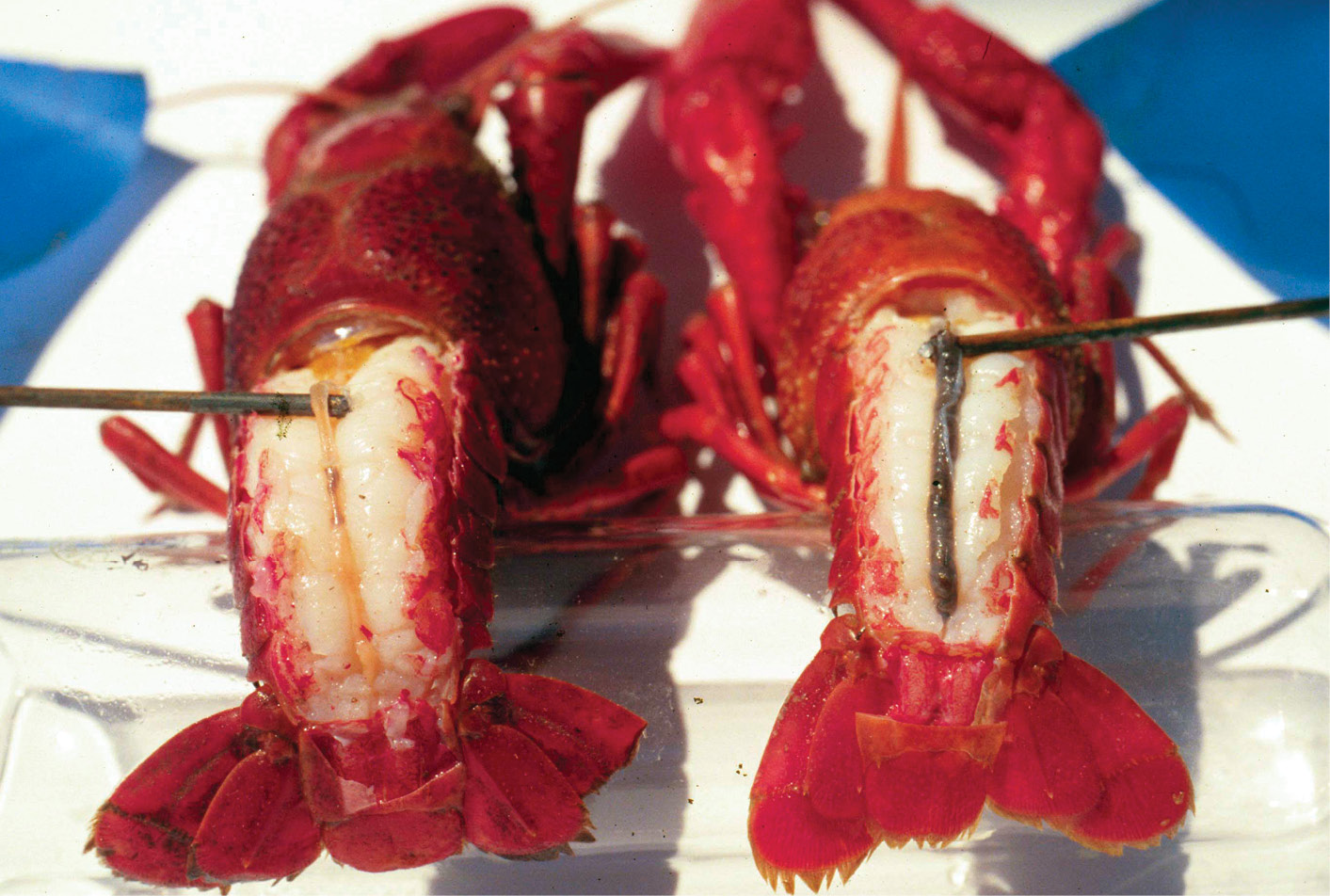 www.lsuagcenter.com