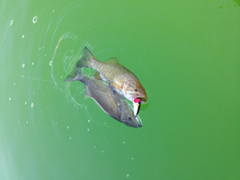 2bass