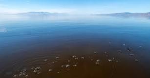 Image result for how salty is the salton sea